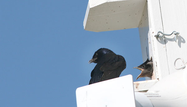 Purple Martins, Montezuma