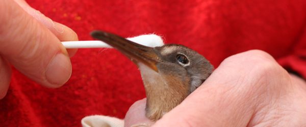 Birders' Eye View: Bird rehab 101 with Savannah blue jay babies