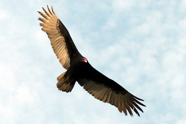 Turkey vultures may seem ominous, but they're also wise and