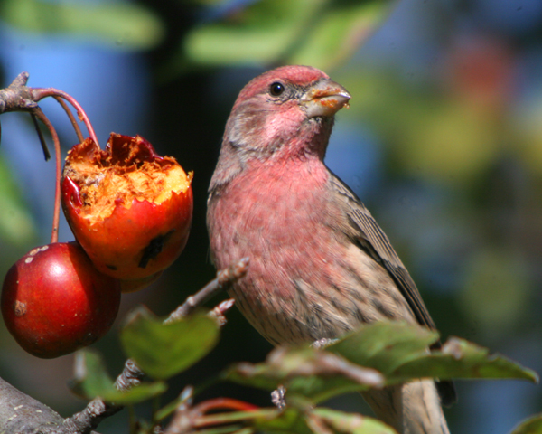 birds eat apples