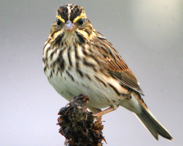 http://10000birds.com/wp-content/uploads/2009/10/savannah-sparrow-3.jpg
