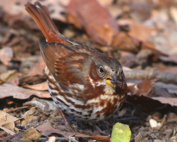 Fox Sparrow in Forest Park