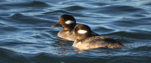 common cold facts. common loon facts. a Common