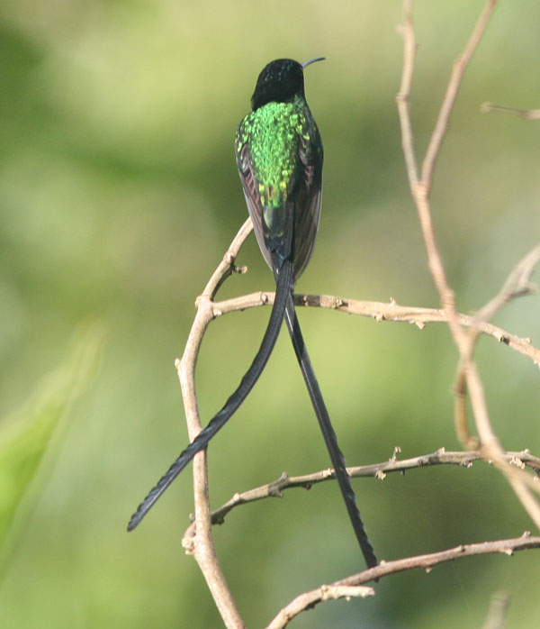 jamaican doctor bird pictures