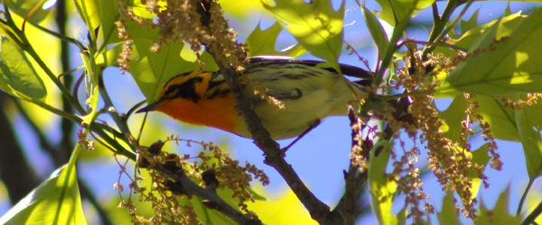 Blackburnian Warbler, Setophaga (Dendroica) fusca