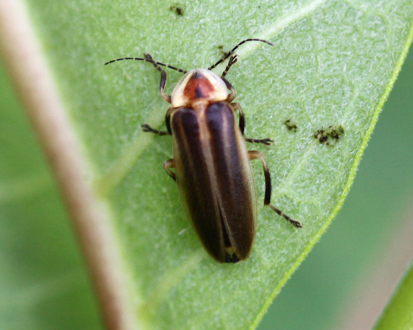 Firefly Insect Flying. insects genus