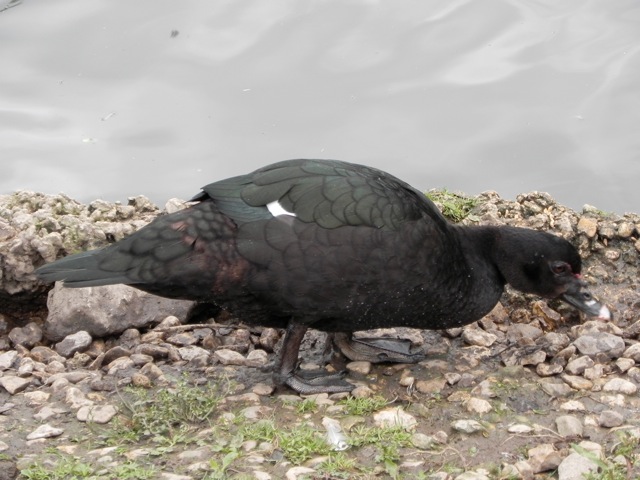 One Ugly Duck: In our local park, there's a domestic Muscovy male duck who  I think should be called Elvis. But he sure is one ugly duck but actually  waddled up to