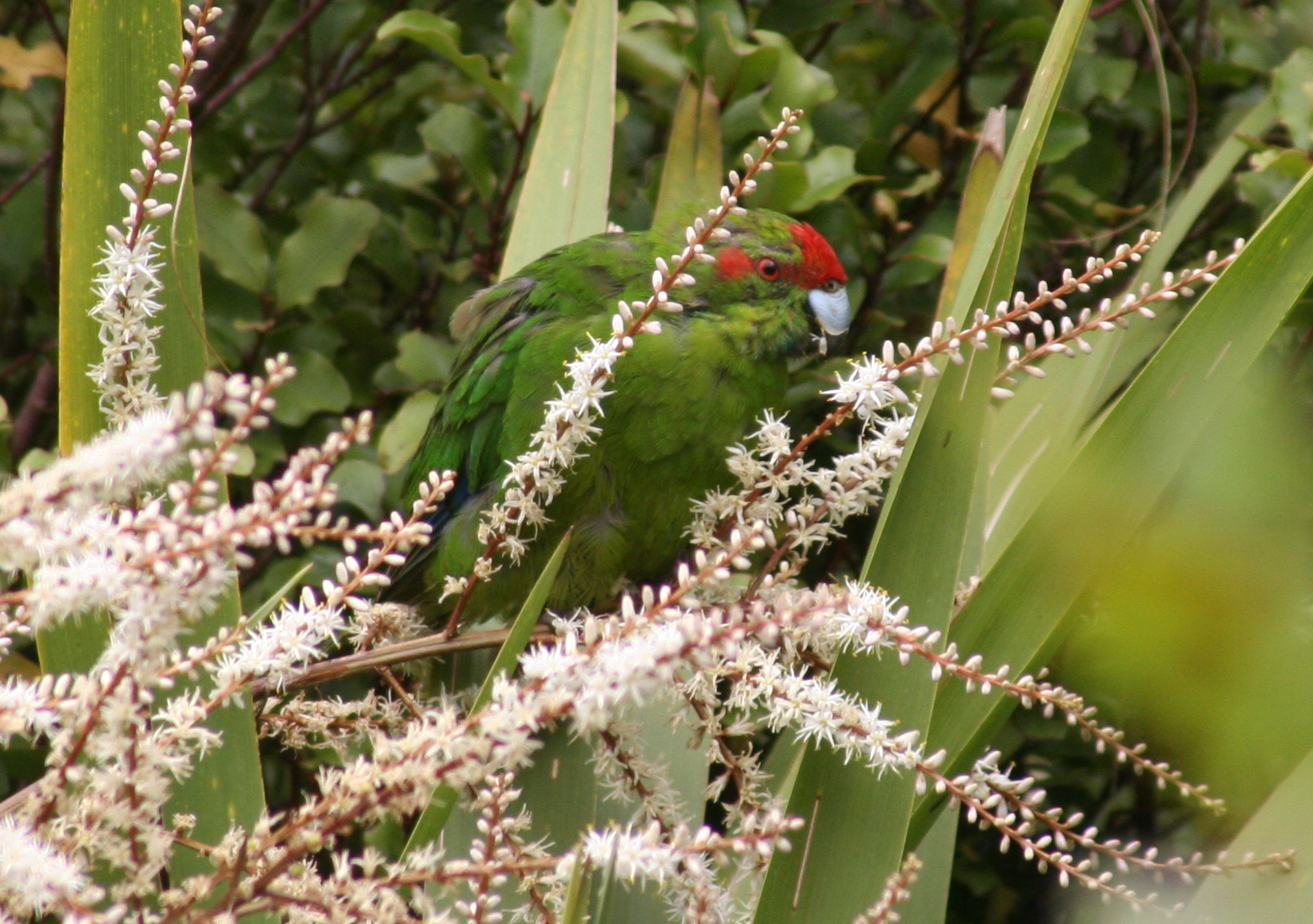 The Red-crowned Parakeet is also known as the kakariki, which doubles as the Maori word for green
