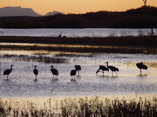 Shooting Sandhills in Tennessee - 10,000 Birds