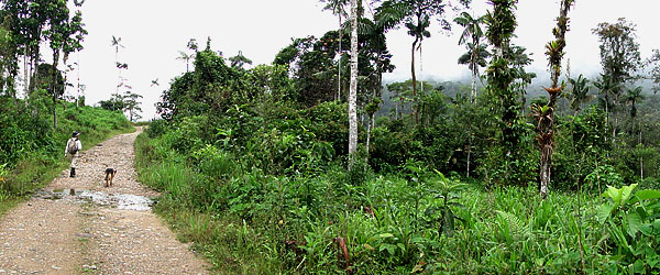 Amazonian Region