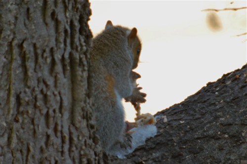 Grey Squirrel Eating Chicken
