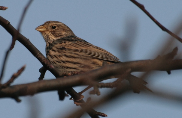This <strong>Corn Bunting </strong>belongs to a very small group of birds where the onomatopoeic concept would be compromised. No one wants to put down in writing the sound of jangling keys.