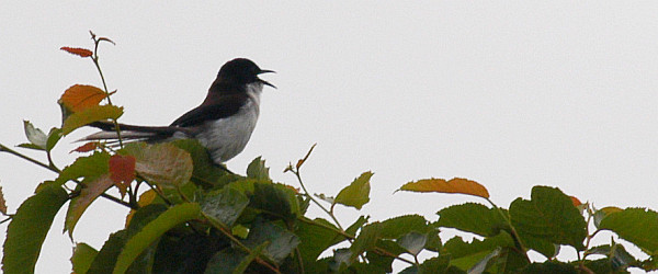 Dark-backed Sibia (Heterophasia melanoleuca)