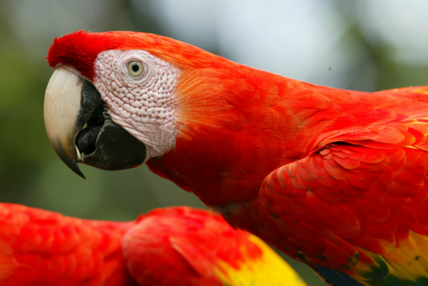 A male-male pair of Scarlet Macaws feeding together. Photo by (c) Frank Dziubak