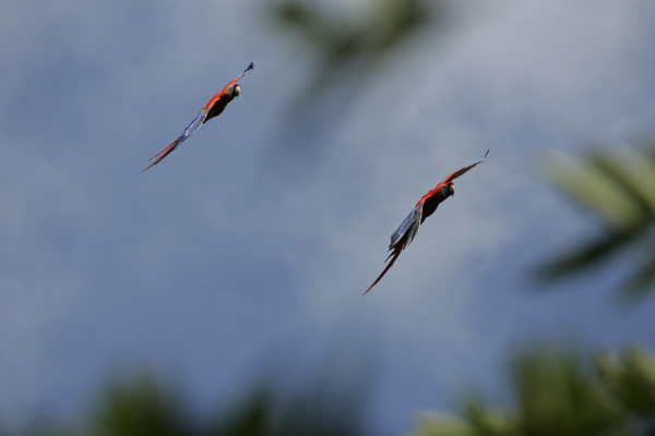 A male-male pair of Scarlet Macaws coming in to land. Photo by (c) Frank Dziubak.