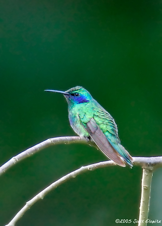 Hummingbirds store in nj