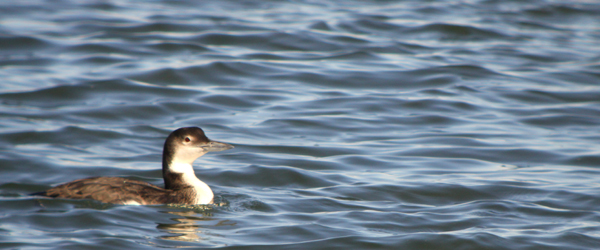 common loon winter. Common Loon Gavia immer above