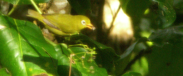 Louisiade White-eye (Zosterops griseotinctus) by David J. Ringer