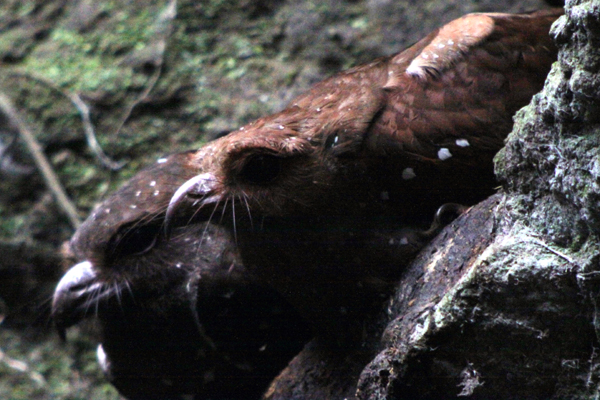 Oilbirds by Corey Finger