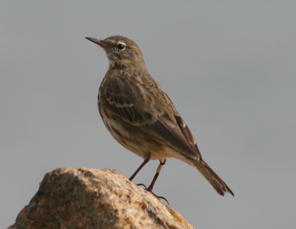 <strong>Rock Pipits </strong>share their winter habitat with the Purple Sandpiper, but clearly got the worse end of the names deal. Purple Pipit would have been so much more inspired. It's potential onomatopoeic name? Oh, never mind, think "Purple Pipit"!