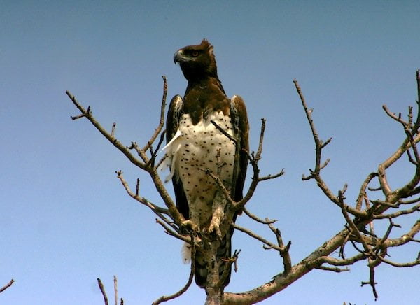 Harpy Eagle in Tambopata