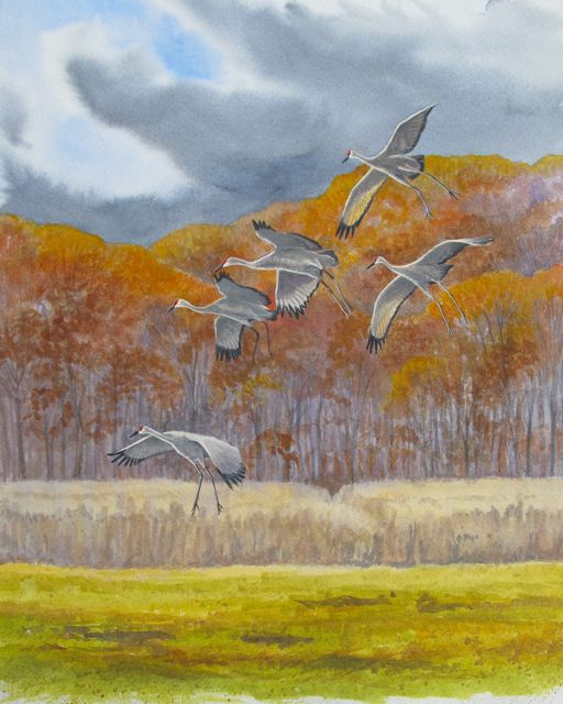 Julie Zickefoose on Blogspot: Sandhill Crane Hunting