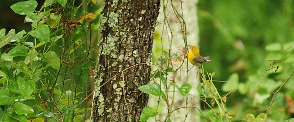 Prothonotary Warbler by David J. Ringer