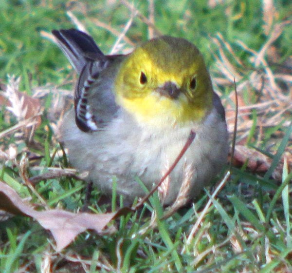 what is the new york state bird. New York State#39;s First Hermit