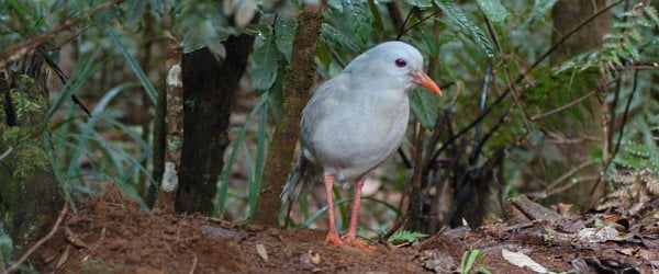 Kagu by David J. Ringer