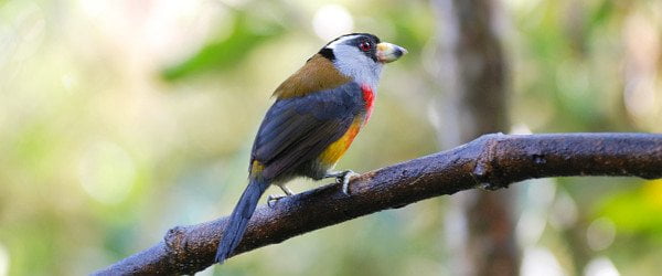 Toucan Barbet by David J. Ringer