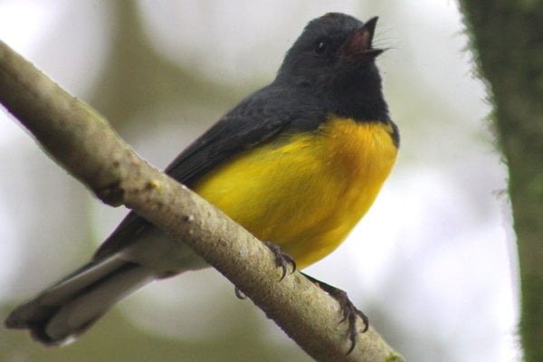 Slate-throated Redstart (Whitestart), Myioborus miniatus