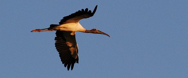Wood Stork in flight by David J. Ringer