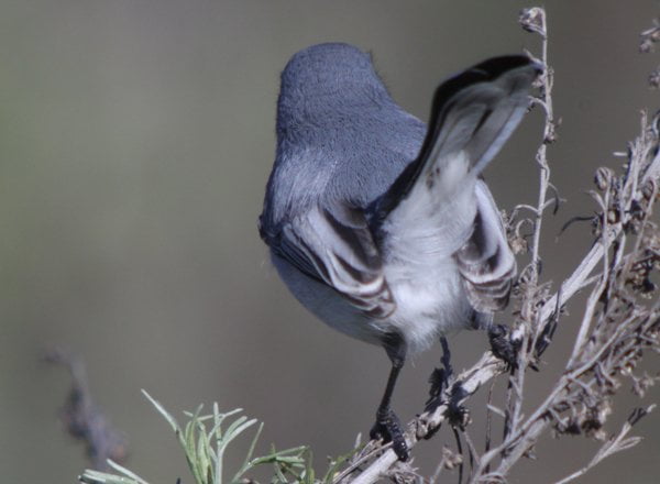 California gnatcatcher: a tiny bird that keeps its seaside habitat healthy