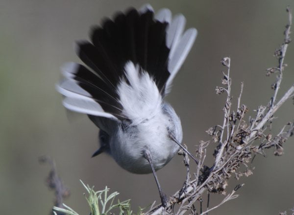 The Gnatcatcher Saves Coastal Habitat