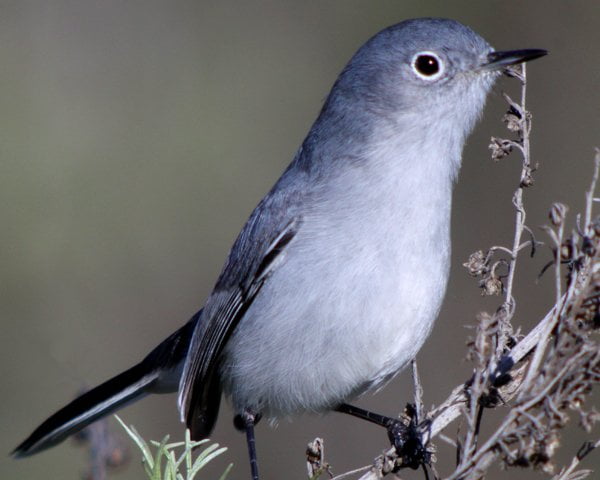 Blue-gray Gnatcatcher - ID, Facts, Diet, Habit & More