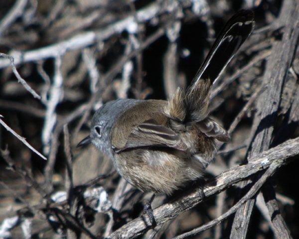 California gnatcatcher: a tiny bird that keeps its seaside habitat healthy