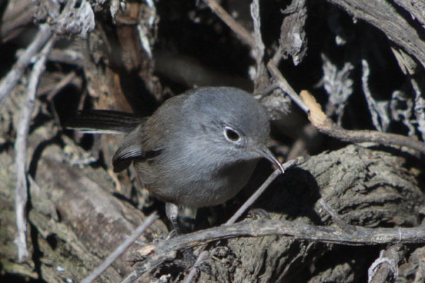 California gnatcatcher: a tiny bird that keeps its seaside habitat healthy