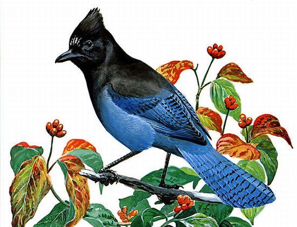 Western Blue Jay Bird, It's a Steller's Jay , the western counterpart of  the Blue Jay.