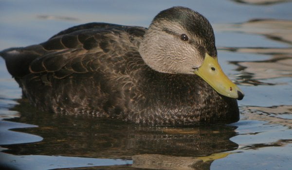 Hybrid Mallards 10 000 Birds