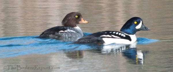 Common Goldeneye Audubon Field Guide