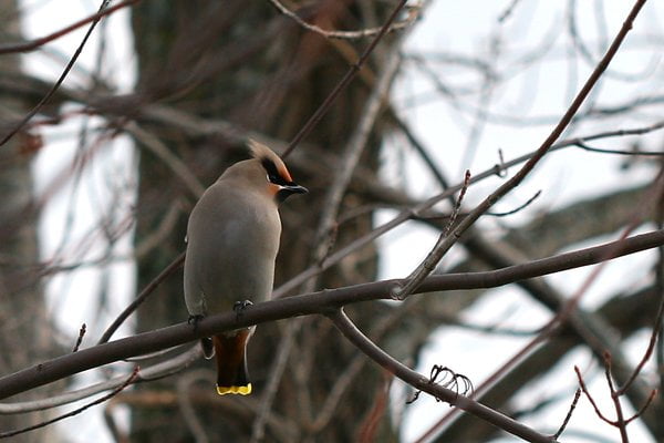 Julie Zickefoose on Blogspot: What Makes a Blue Jay Raise Its Crest?