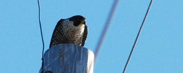 Peregrine Falcon