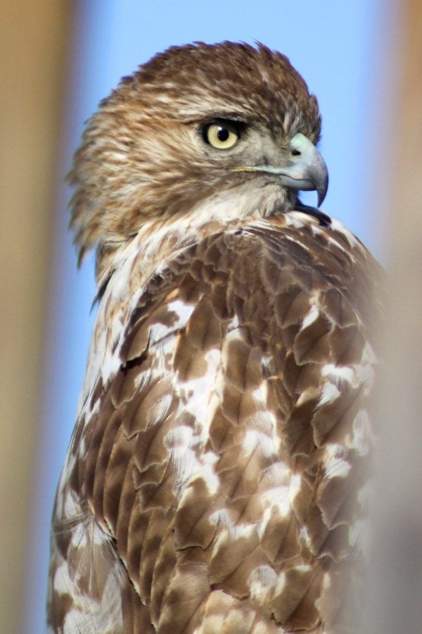 juvenile red tailed hawk