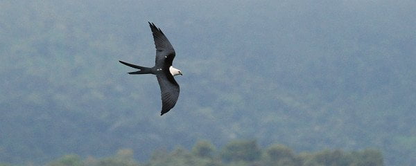 Swallow-tailed Kite