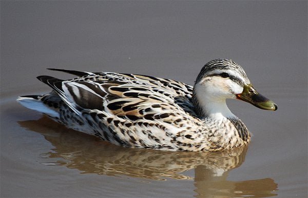 leucisticmallard.jpg