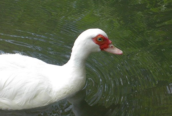 One Ugly Duck: In our local park, there's a domestic Muscovy male duck who  I think should be called Elvis. But he sure is one ugly duck but actually  waddled up to