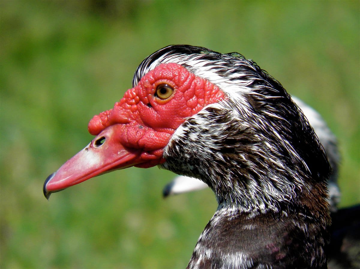 Manky Muscovy Ducks - 10,000 Birds