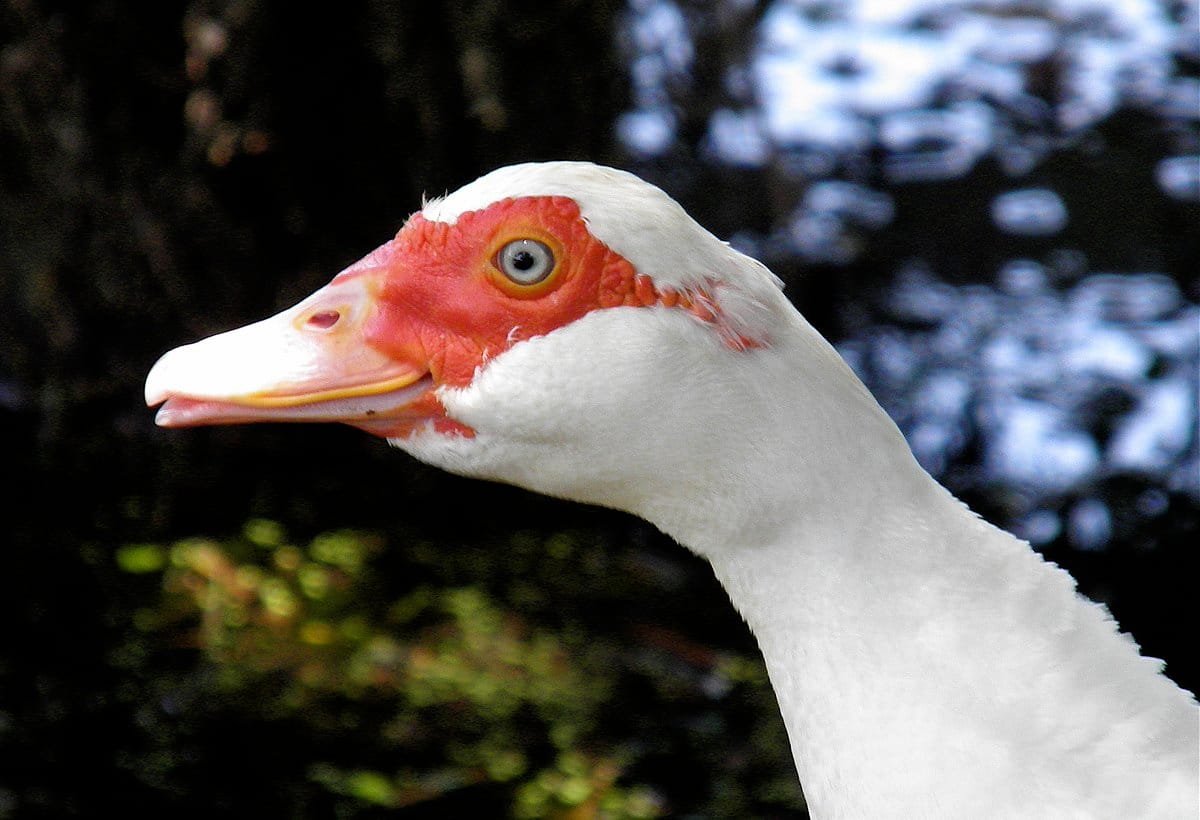 Manky Muscovy Ducks - 10,000 Birds