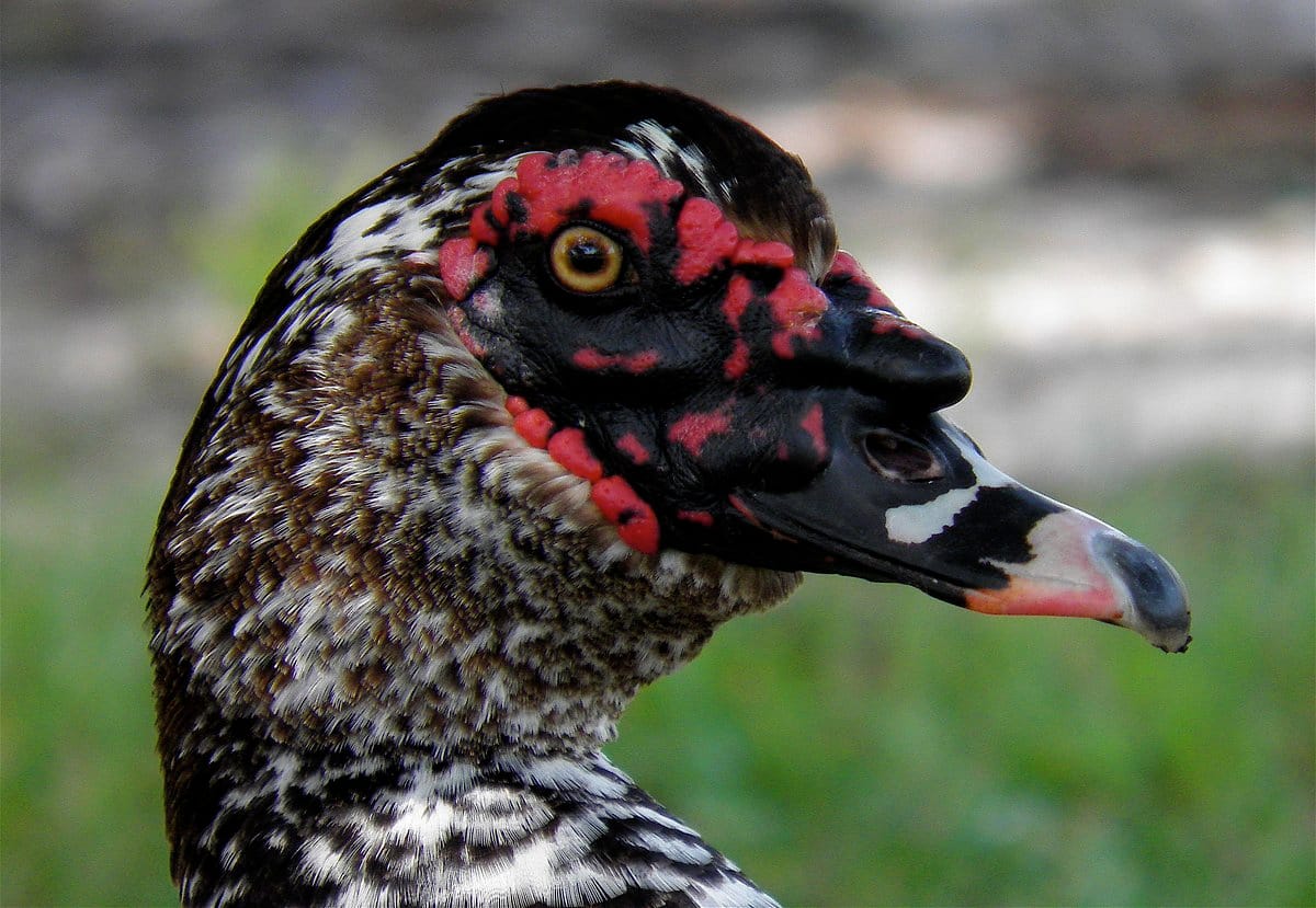 One Ugly Duck: In our local park, there's a domestic Muscovy male duck who  I think should be called Elvis. But he sure is one ugly duck but actually  waddled up to