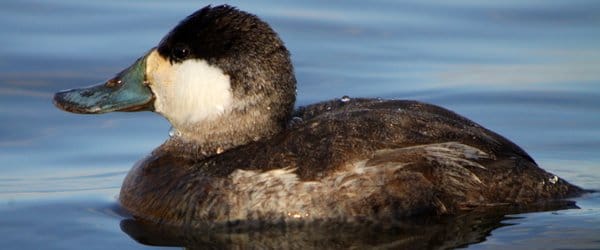 Male Ruddy Ducks Oxyura jamaicensis in Basic Plumage - 10,000 Birds